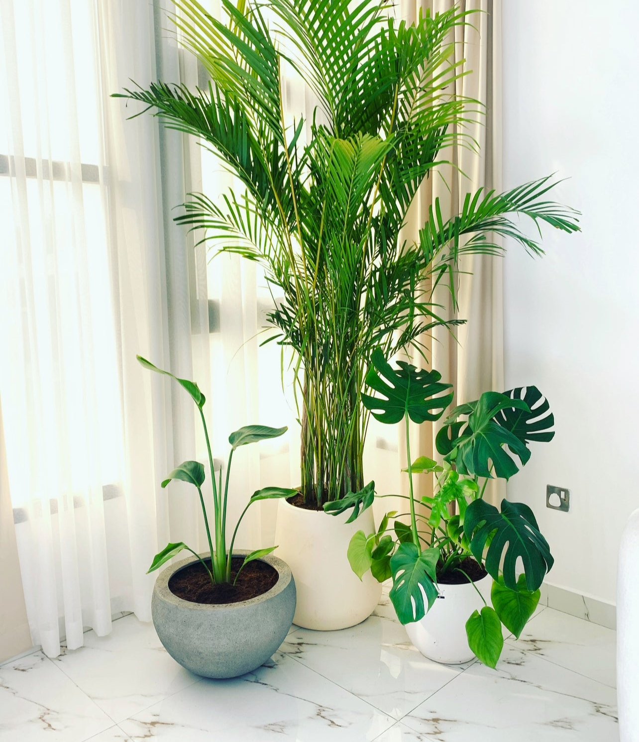 COMBO: 3 Indoor Plants in FiberClay Pot