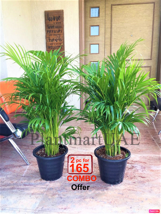 Areca Palm 2PCS COMBO Offer: 140cm-150cm