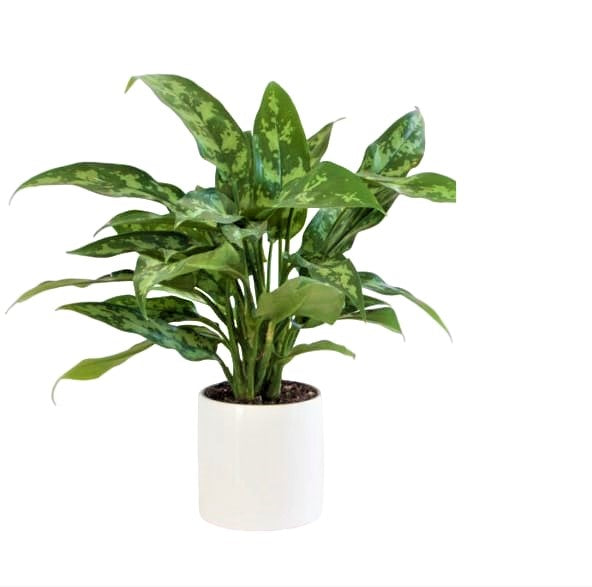 Aglaonema Maria 30cm -Aglaonema Maria, Aglaonema Emerald Beauty, Chinese Evergreen, Arum Plant - PlantmartUAE.com