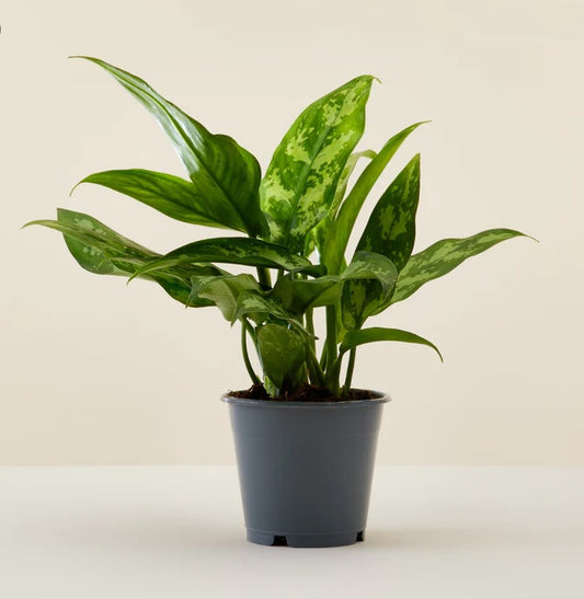 Aglaonema Maria 30cm -Aglaonema Maria, Aglaonema Emerald Beauty, Chinese Evergreen, Arum Plant - PlantmartUAE.com