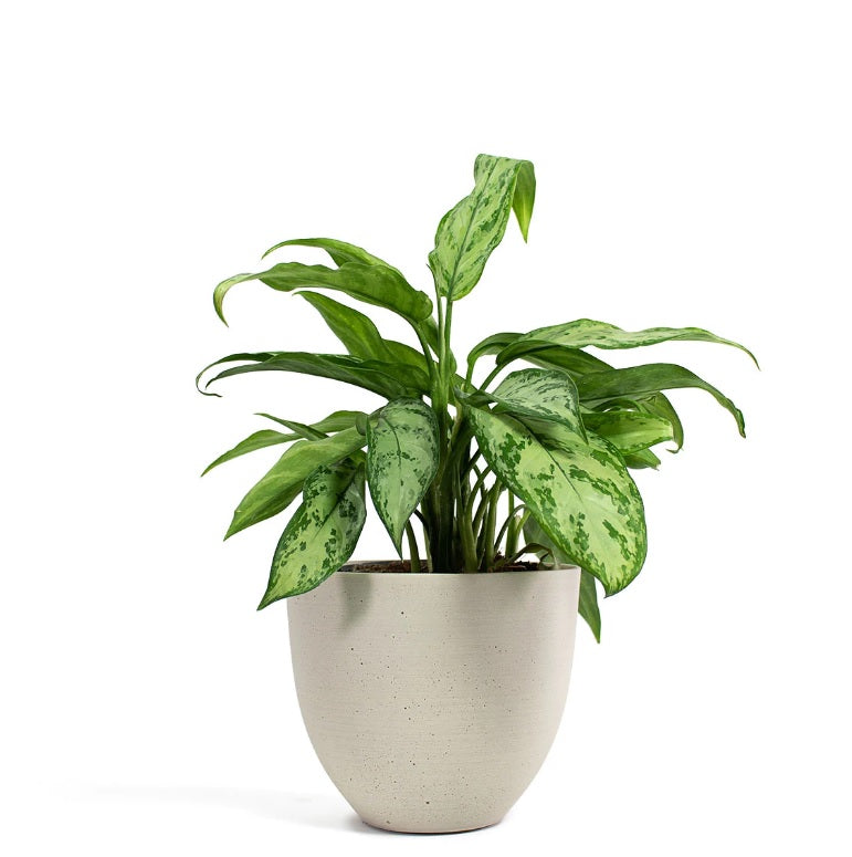 Aglaonema Silver Queen 30cm-40cm - PlantmartUAE.com