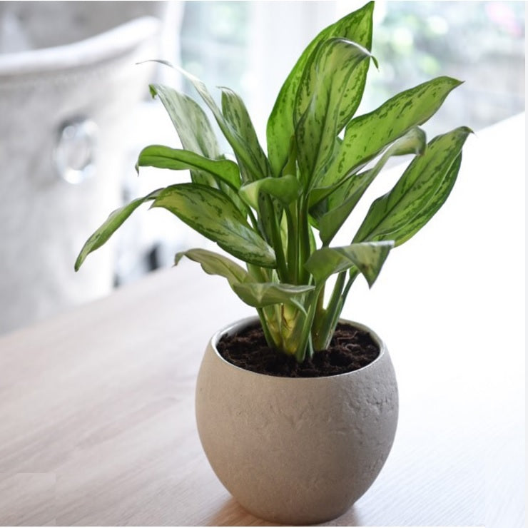 Aglaonema Silver Queen 30cm-40cm - PlantmartUAE.com