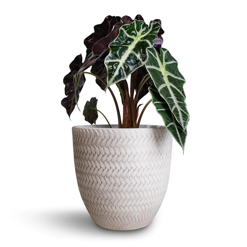 Alocasia amazonica Polly - Elephant Ear 30cm-35cm - PlantmartUAE.com