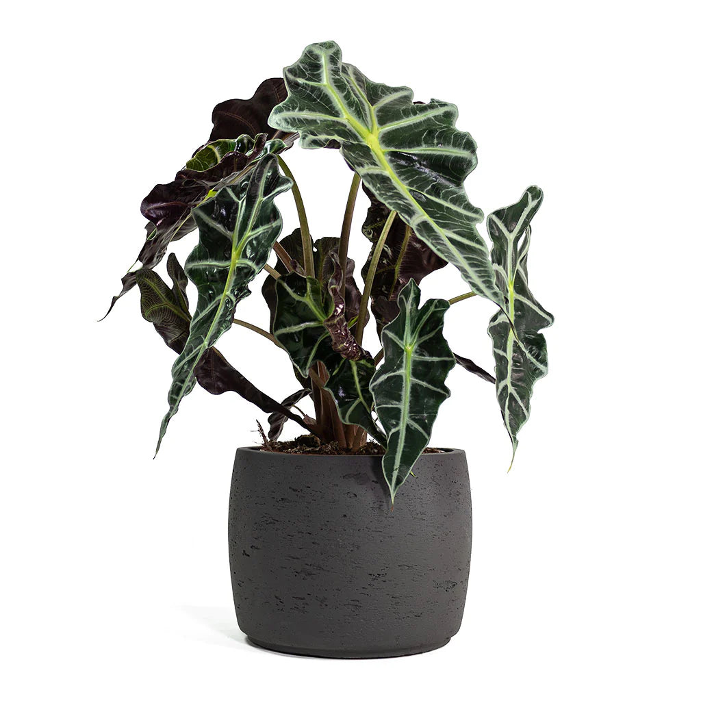 Alocasia amazonica Polly - Elephant Ear 30cm-35cm - PlantmartUAE.com