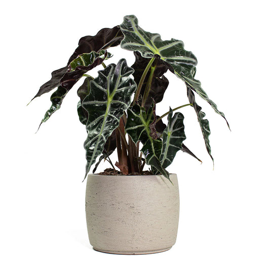 Alocasia amazonica Polly - Elephant Ear 30cm-35cm - PlantmartUAE.com