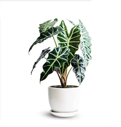 Alocasia amazonica Polly - Elephant Ear 30cm-35cm - PlantmartUAE.com