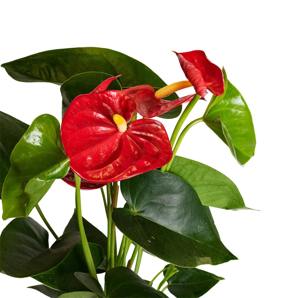 Red Anthurium: 40cm - PlantmartUAE.com