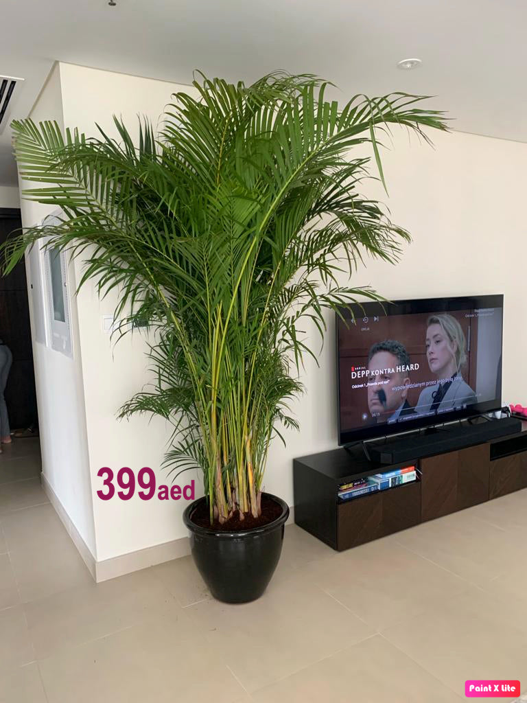 Areca Palm XXL in CERAMIC Pot (2.1mtr-2.3mtr) - PlantmartUAE.com