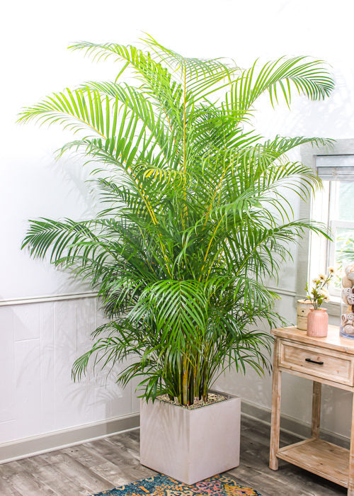 Areca Palm XXL 2.2mtr FIBER Pot - PlantmartUAE.com