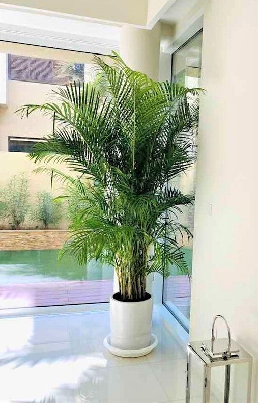 Areca Palm XXL 2.2mtr - PlantmartUAE.com