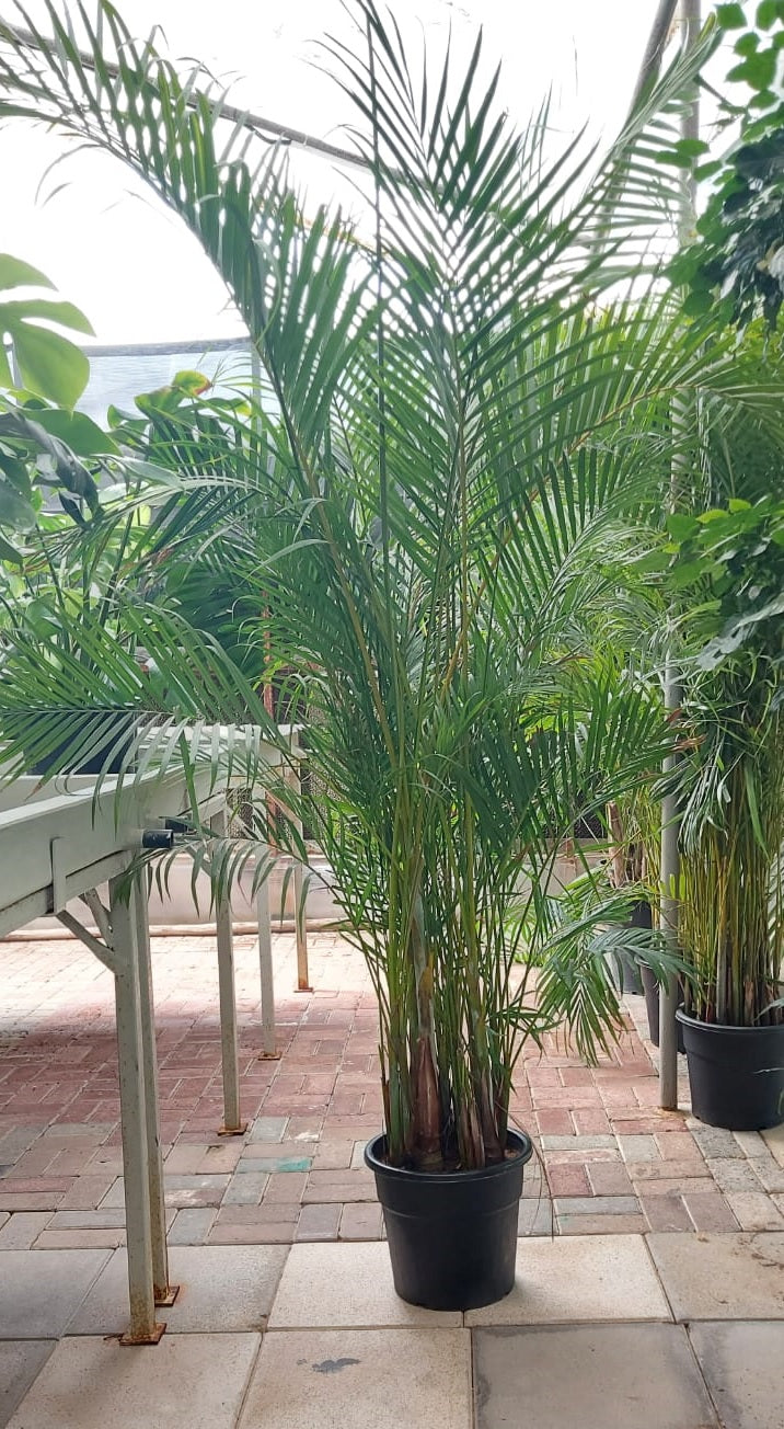 Areca Palm XXL 2.2mtr - PlantmartUAE.com