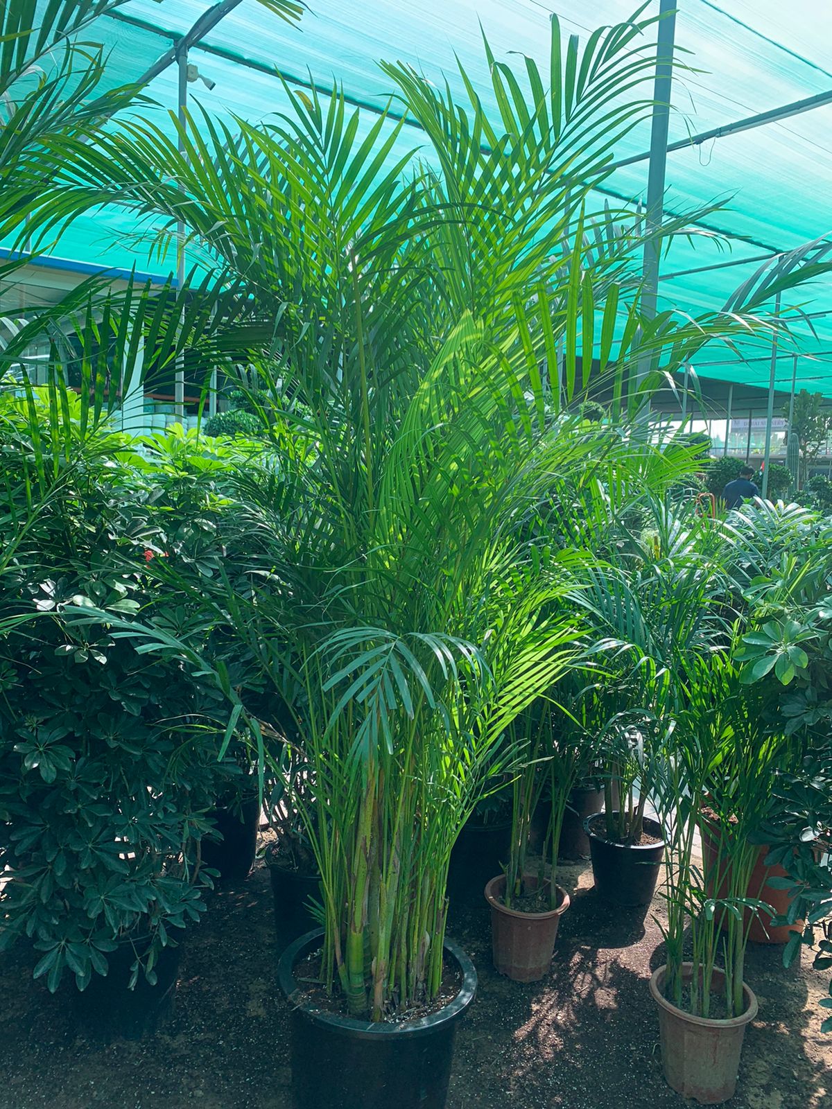 Areca Palm XXL 2.2mtr - PlantmartUAE.com