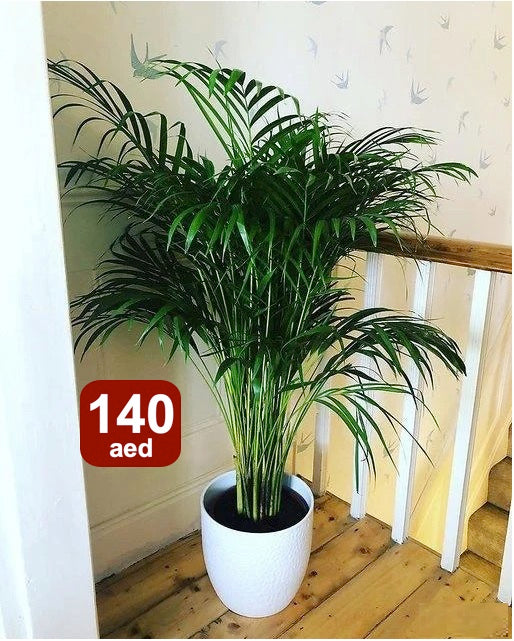 Areca Palm Indoor (140cm-150cm) in CERAMIC Pot | Chrysalidocarpus lutescens | indoor plant | Best Online Plants | PlantMartUAE.com