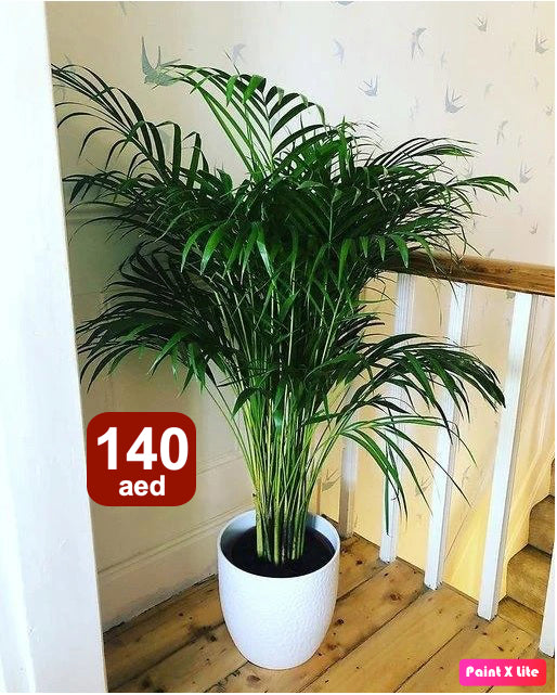 Areca Palm- Ceramic Pot (130cm-140cm) - PlantmartUAE.com