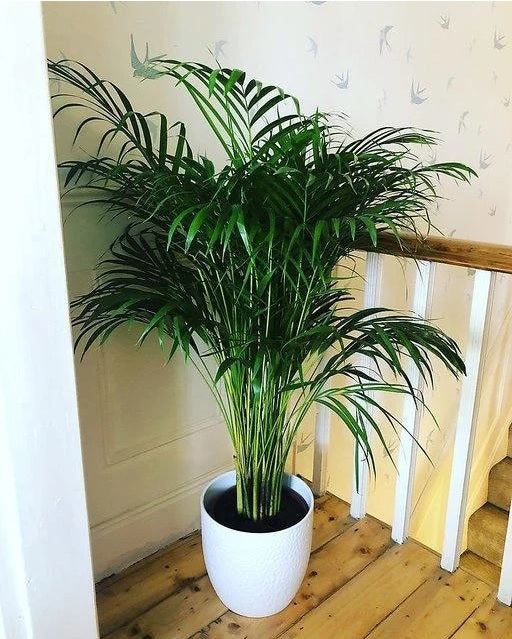 Potted Areca Palm | 150cm-160cm | Ceramic Pot
