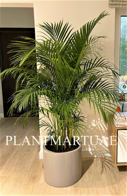 Areca Palm XXL 2.2mtr FIBER Pot - PlantmartUAE.com