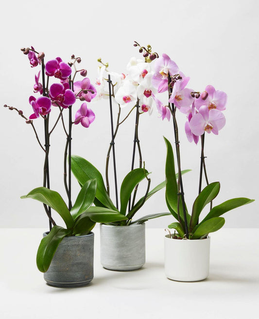 Moth Orchids, Phalaenopsis Orchids