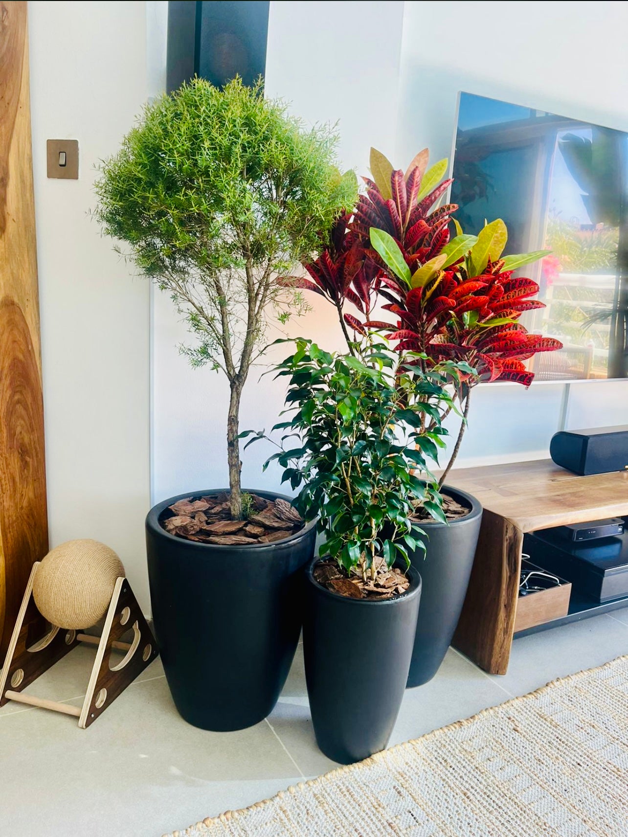 COMBO Offer: 3 Indoor Plants in CERAMIC pots