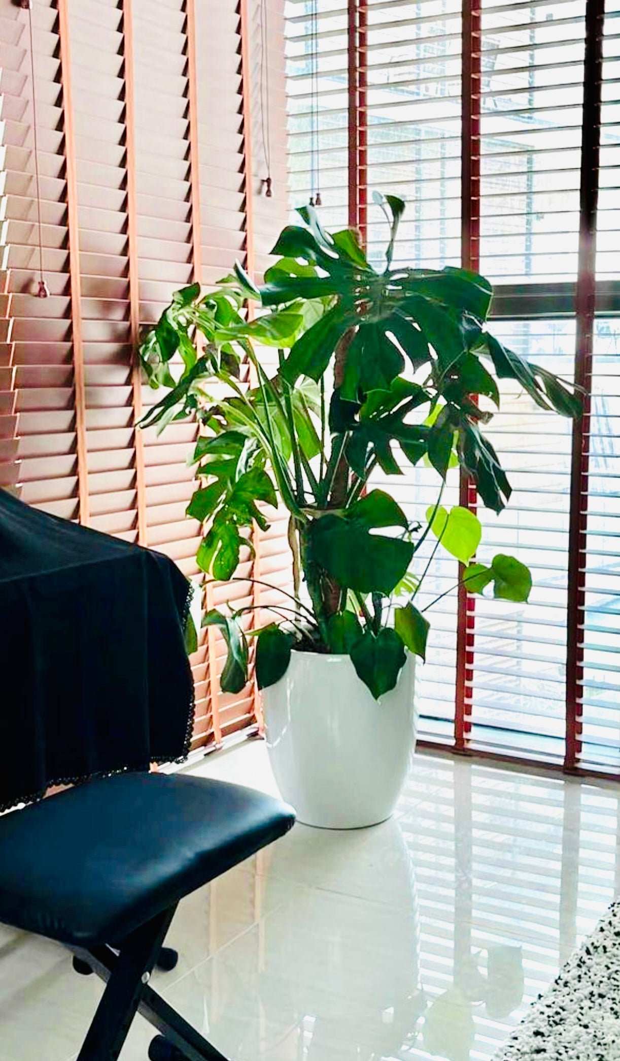 Monstera XL 1.5mtr - Ceramic Pot , Ceriman, Swiss Cheese Plant, Monstera, Mexican Breadfruit, Delicious Monster, Split-leaf philodendron