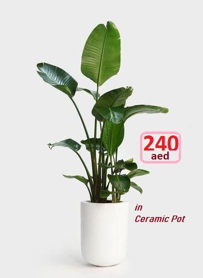 Potted Strelitzia Nicolai - Bird of Paradise - 1 mtr-1.2mtr