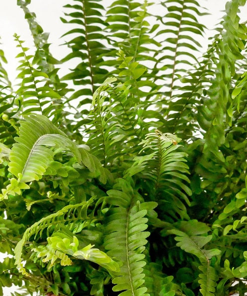 Boston Fern (M) 30cm-40cm - PlantmartUAE.com