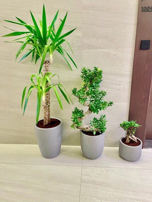 Combo: 3 Indoor Plants in FiberPots | Yucca | S-Shape ficus Bonsai | Bonsai