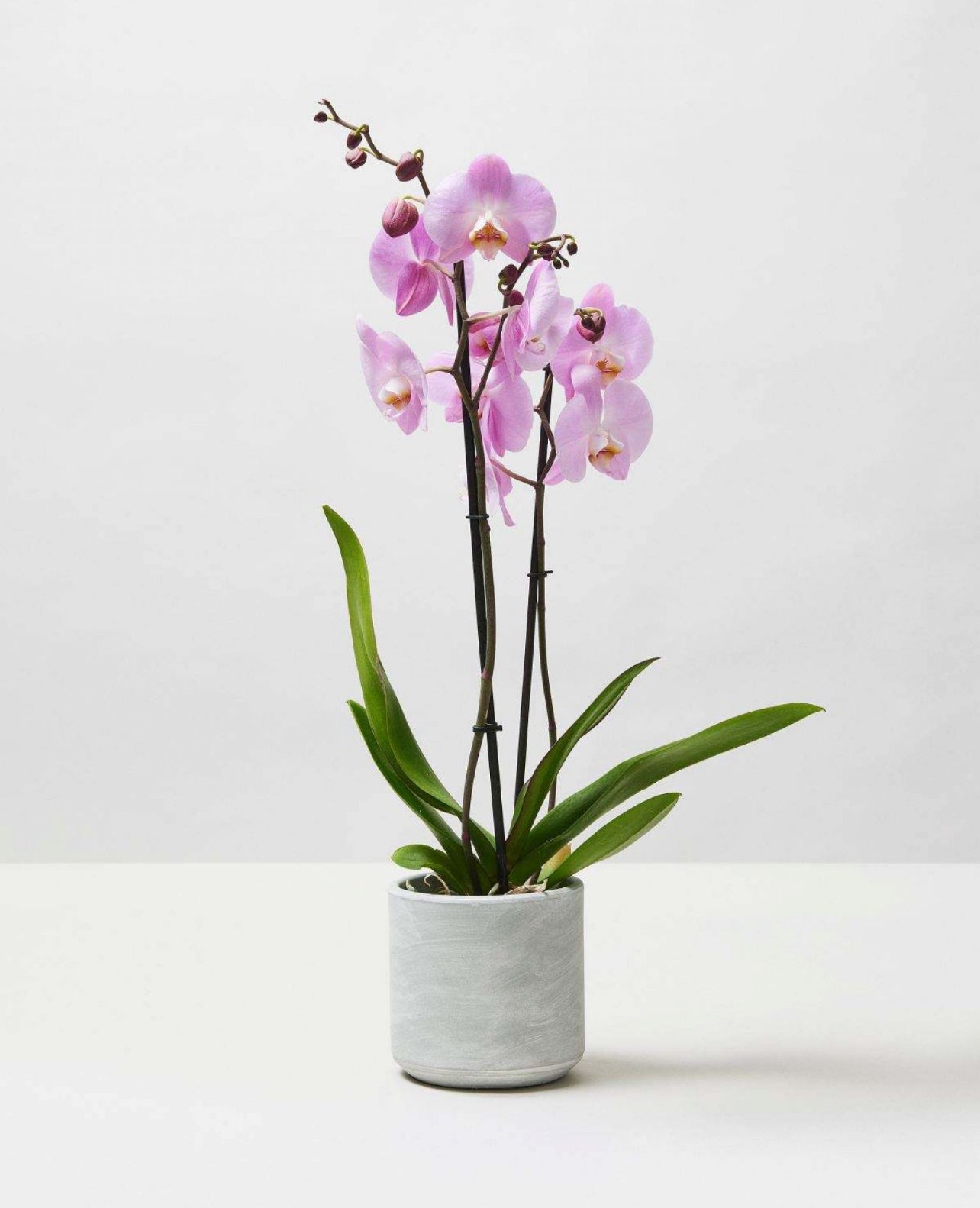 Moth Orchids, Phalaenopsis Orchids