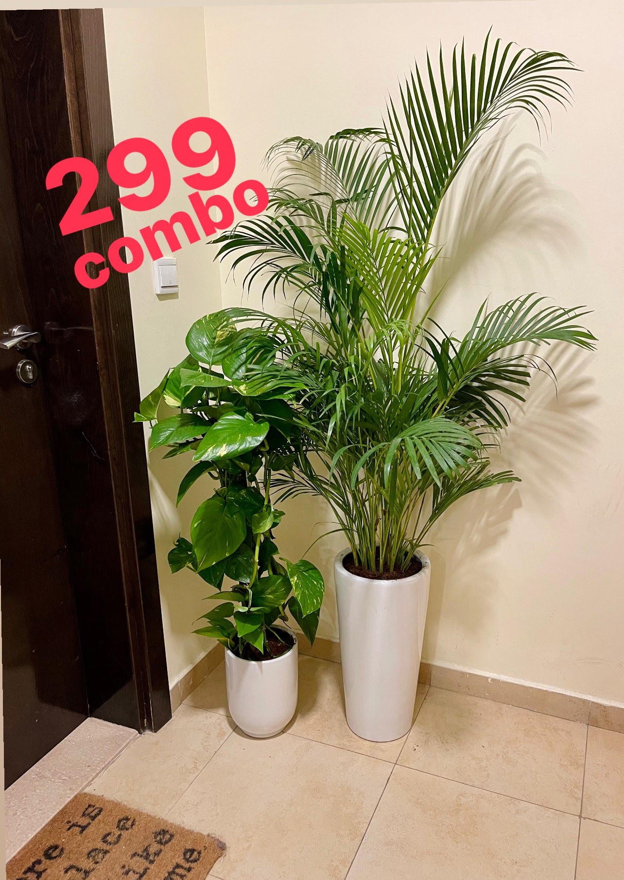 COMBO 299: Areca Palm + Money Plant in Ceramic Pot