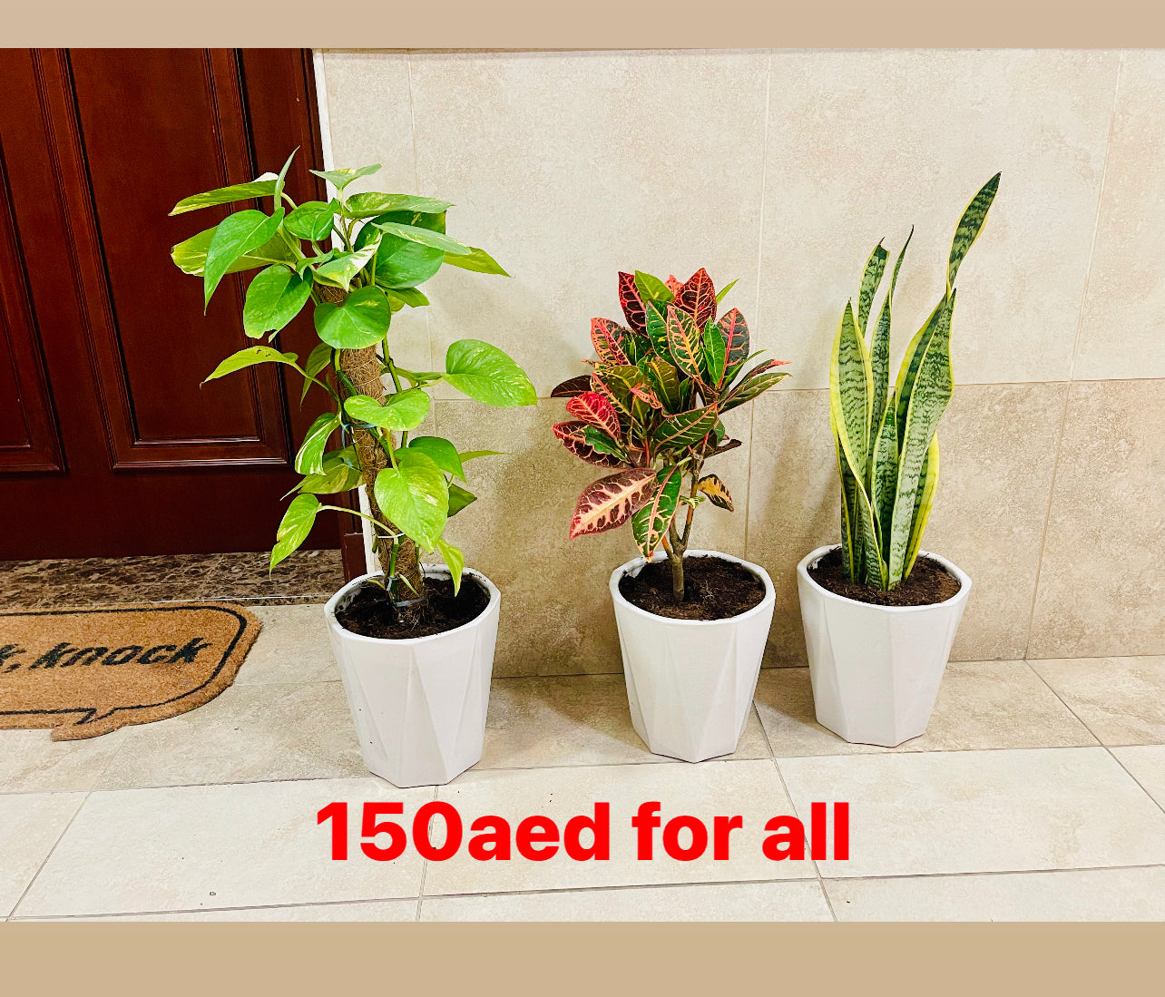 Combo set: 3 indoor plants (med.) / CERAMIC pots