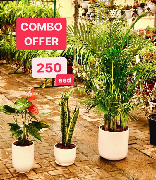 COMBO: 3 Indoor Plants in Pots | Areca Palm | Sanseivieria | Anthurium