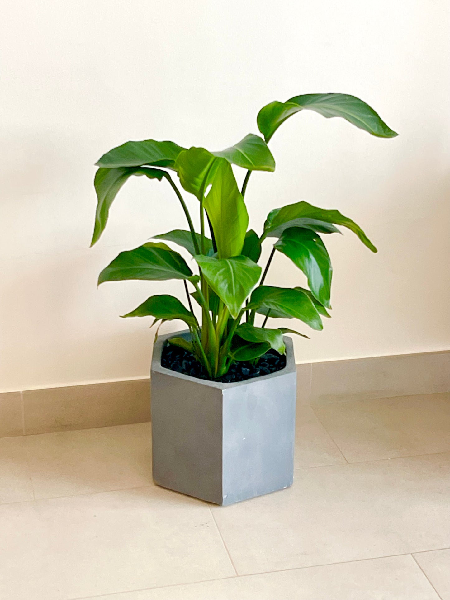 Sterlitzia 60cm in FIBERCLAY Pot | Bird Of Paradise | Indoor Plant