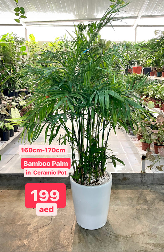 Potted Bamboo Plam SALE 1.6mtr-1.8mtr in CERAMIC Pot 260aed