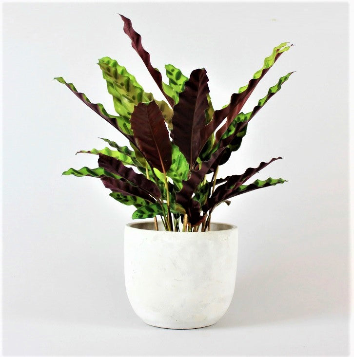 Calathea Lancifolia - PlantmartUAE.com