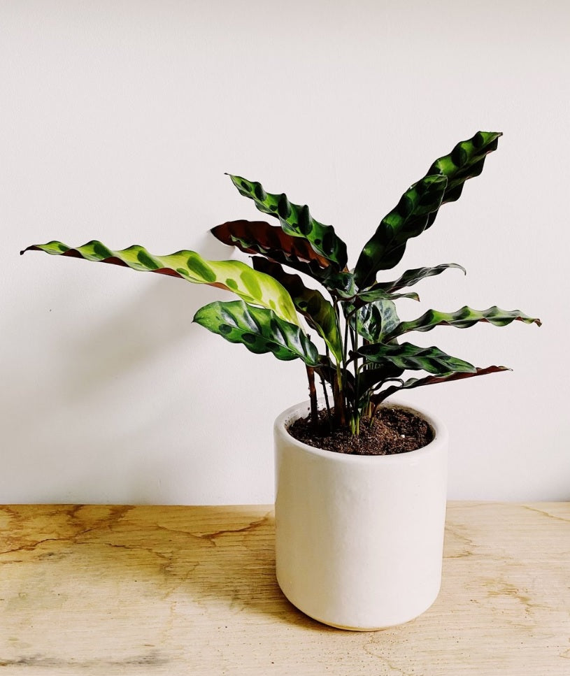 Calathea Lancifolia - PlantmartUAE.com