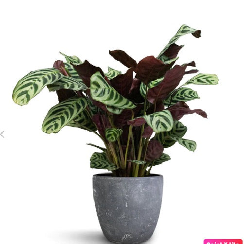 Calathea Makoyana 30cm-40cm /Ctenanthe burle marxii Amabilis - Never Never Plant - PlantmartUAE.com