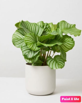 Calathea Orbifolia - PlantmartUAE.com