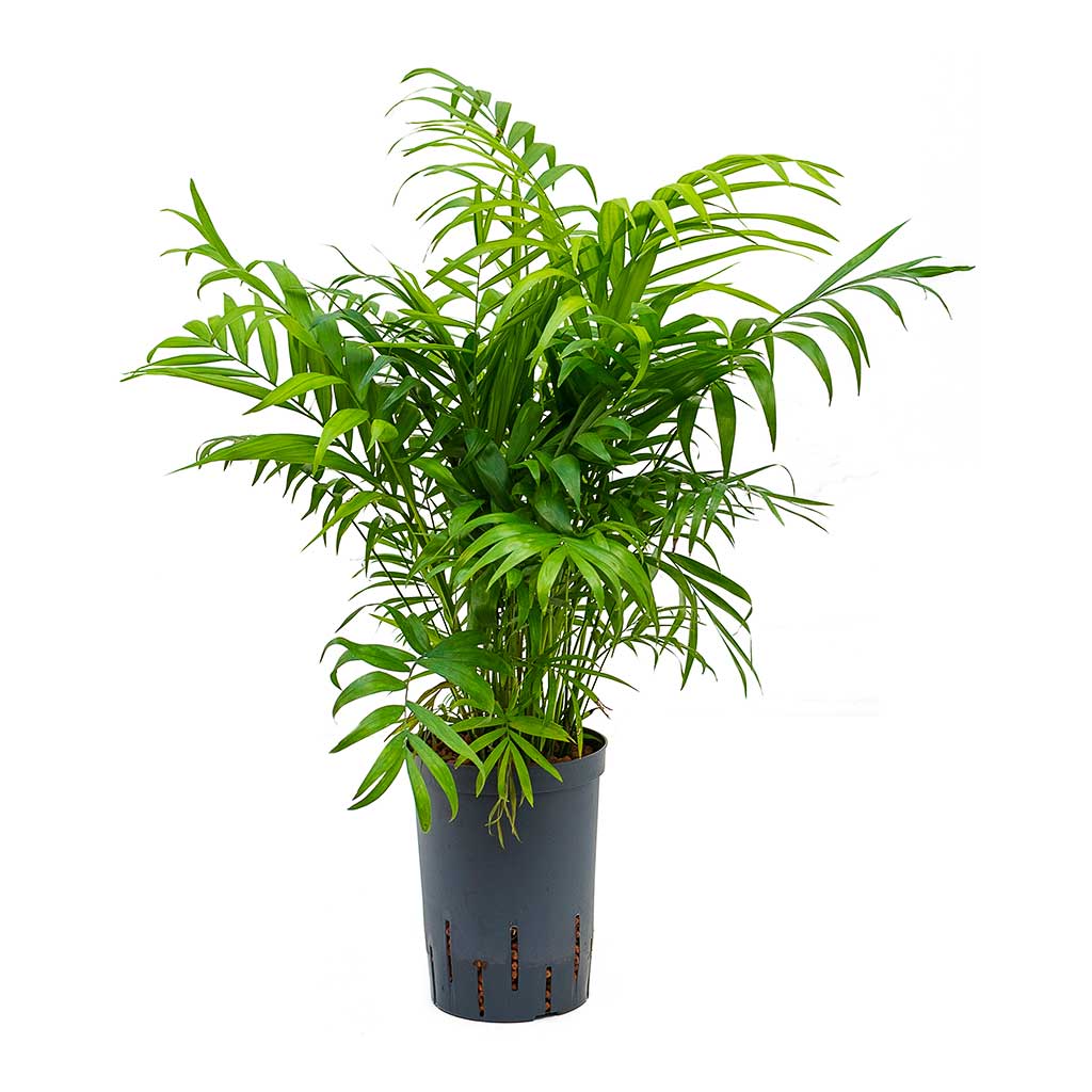 Bamboo Palm/ Parlor Palm/ Chamaedorea Elegans 35cm - PlantmartUAE.com