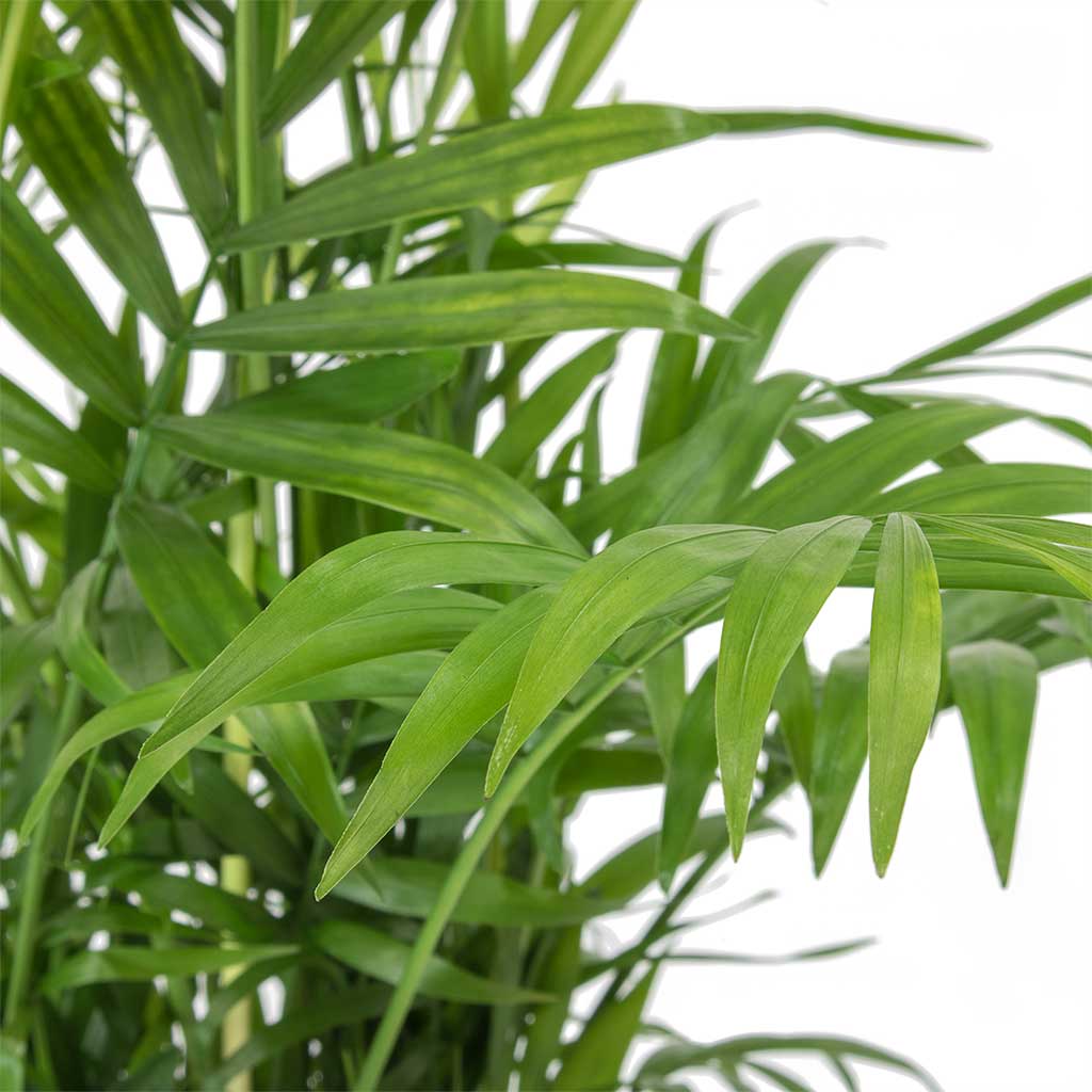 Bamboo Palm/ Parlor Palm/ Chamaedorea Elegans 35cm - PlantmartUAE.com