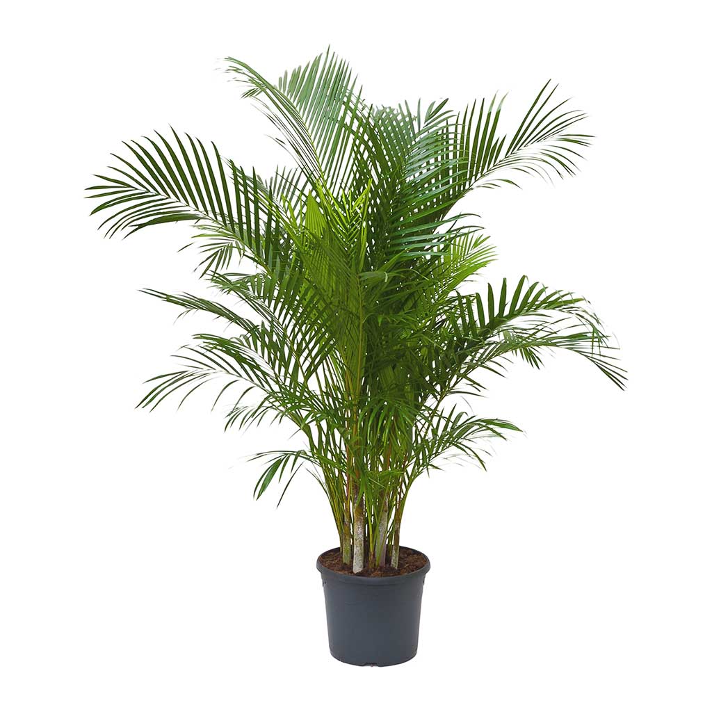 Areca Palm XXL 2.2mtr - PlantmartUAE.com