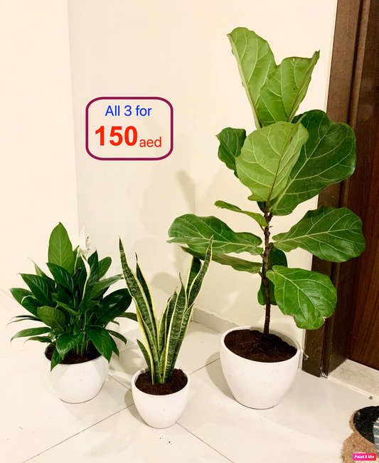 Combo 150aed: 3 Indoor Plants-Ceramic Pots - PlantmartUAE.com