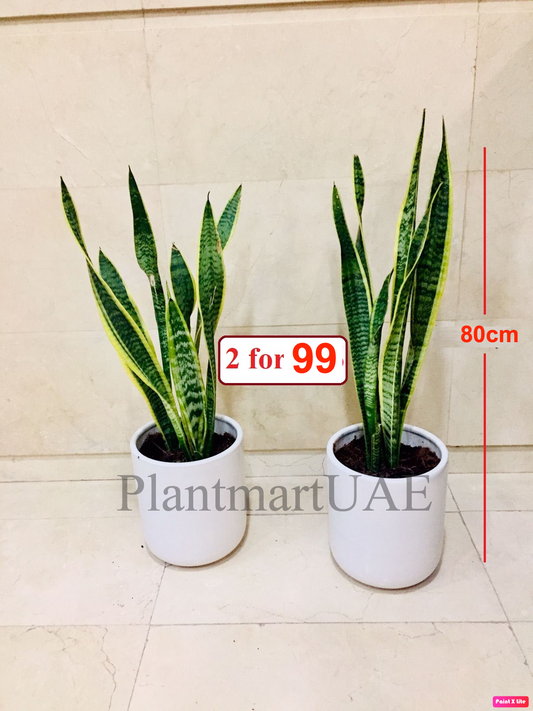 2pcs Potted Sansevieria 80cm in CERAMIC POT /Snake plant (L) indoor plant