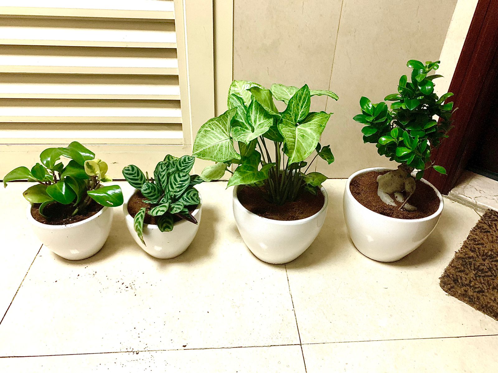 120dhs Combo- 4 Indoor Plants In CERAMIC Pots. - PlantmartUAE.com