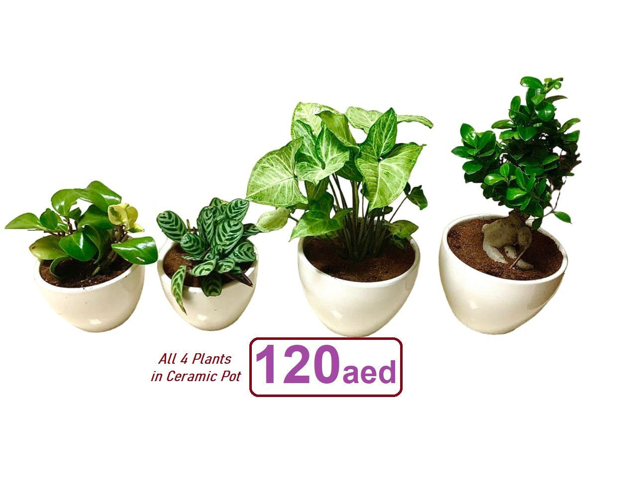 120dhs Combo- 4 Indoor Plants In CERAMIC Pots. - PlantmartUAE.com