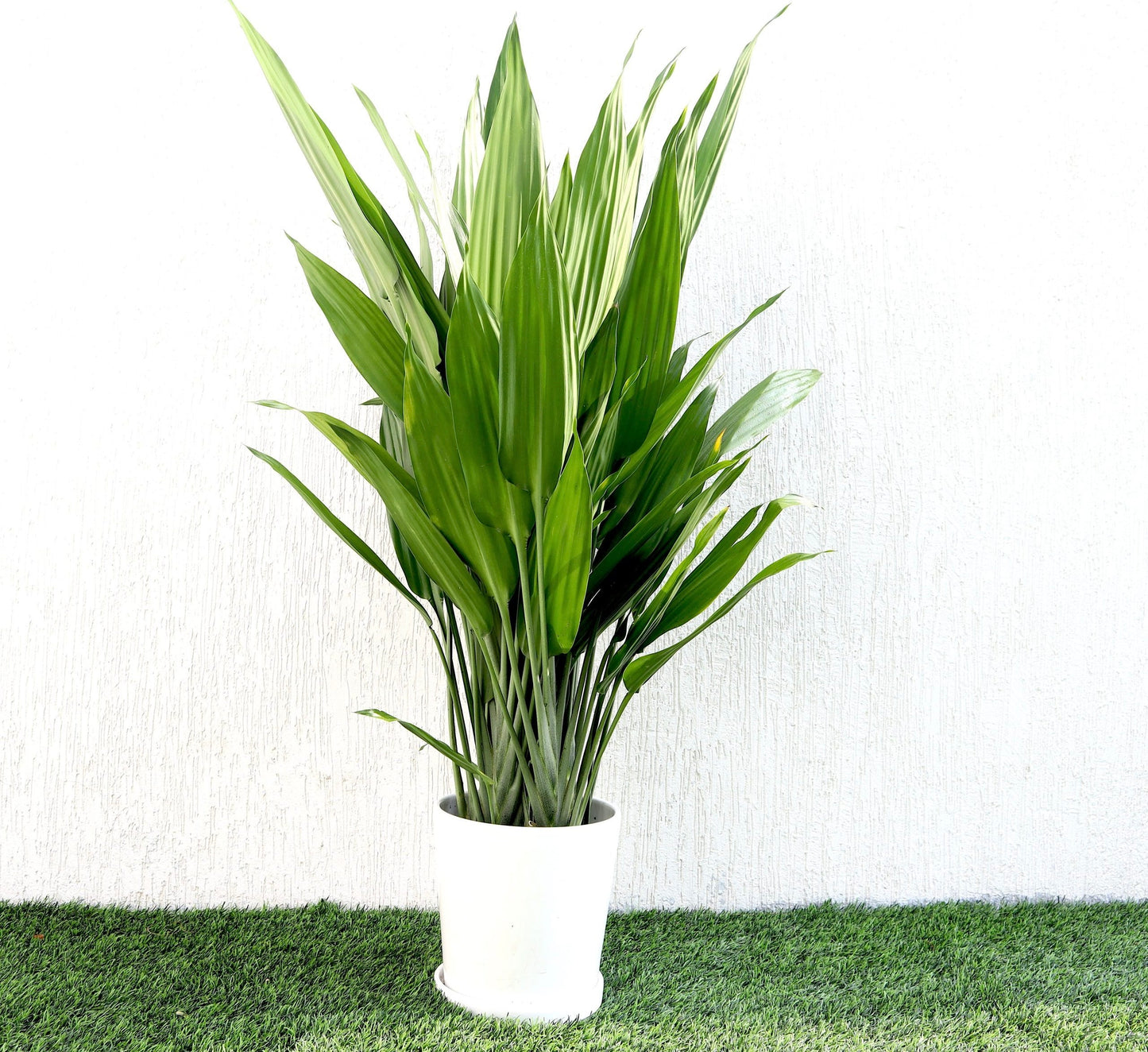 Aspiradas | Aspidistras Indoor Plant | Cast Iron Plant | 60cm-70cm