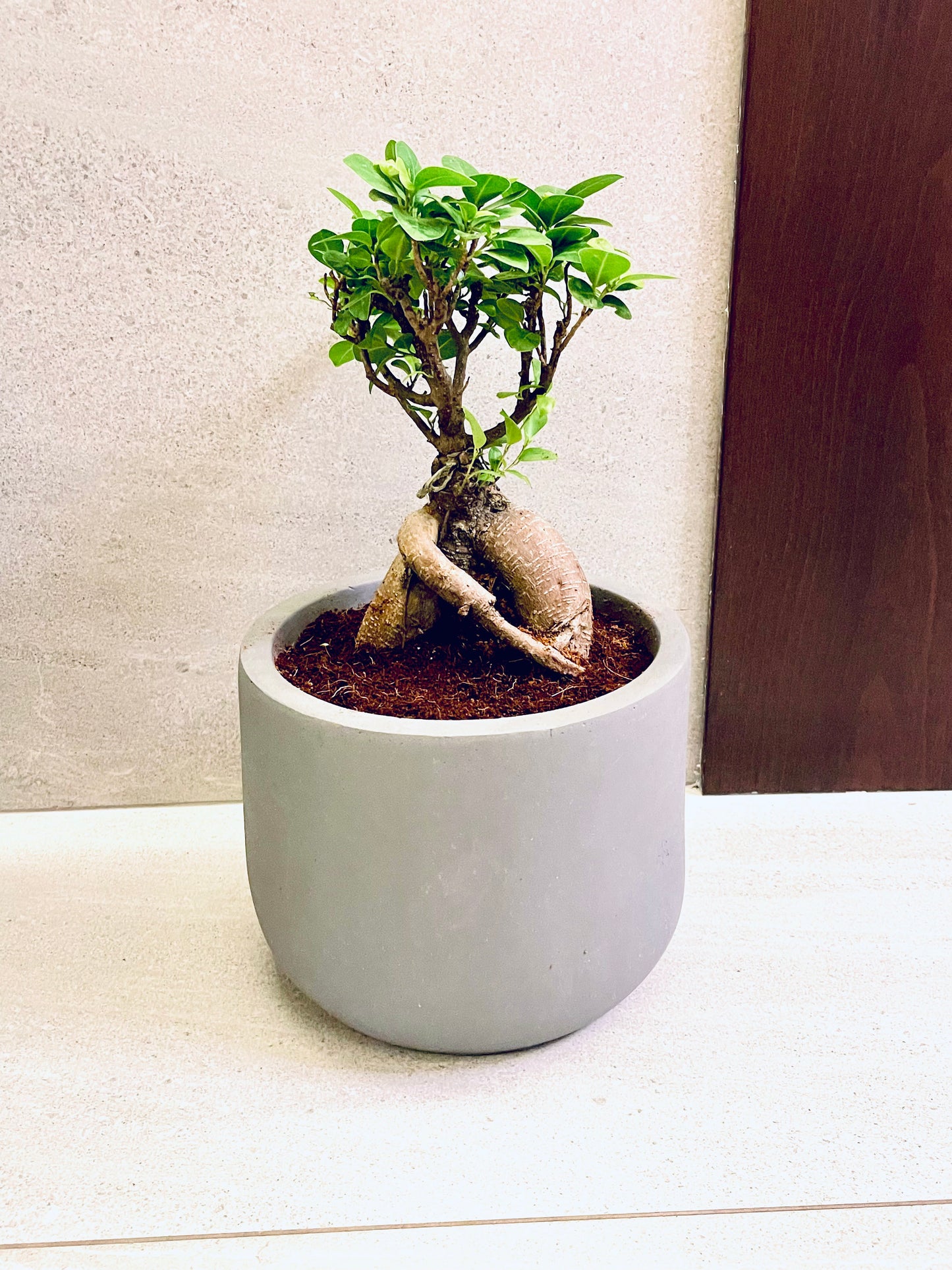 Ficus Microcarpa Ginseng Bonsai