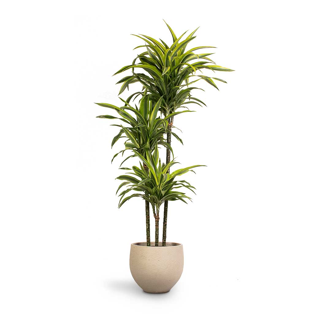 Dracaena lemon lime / Dracaena Fragrans 110cm-120cm - PlantmartUAE.com