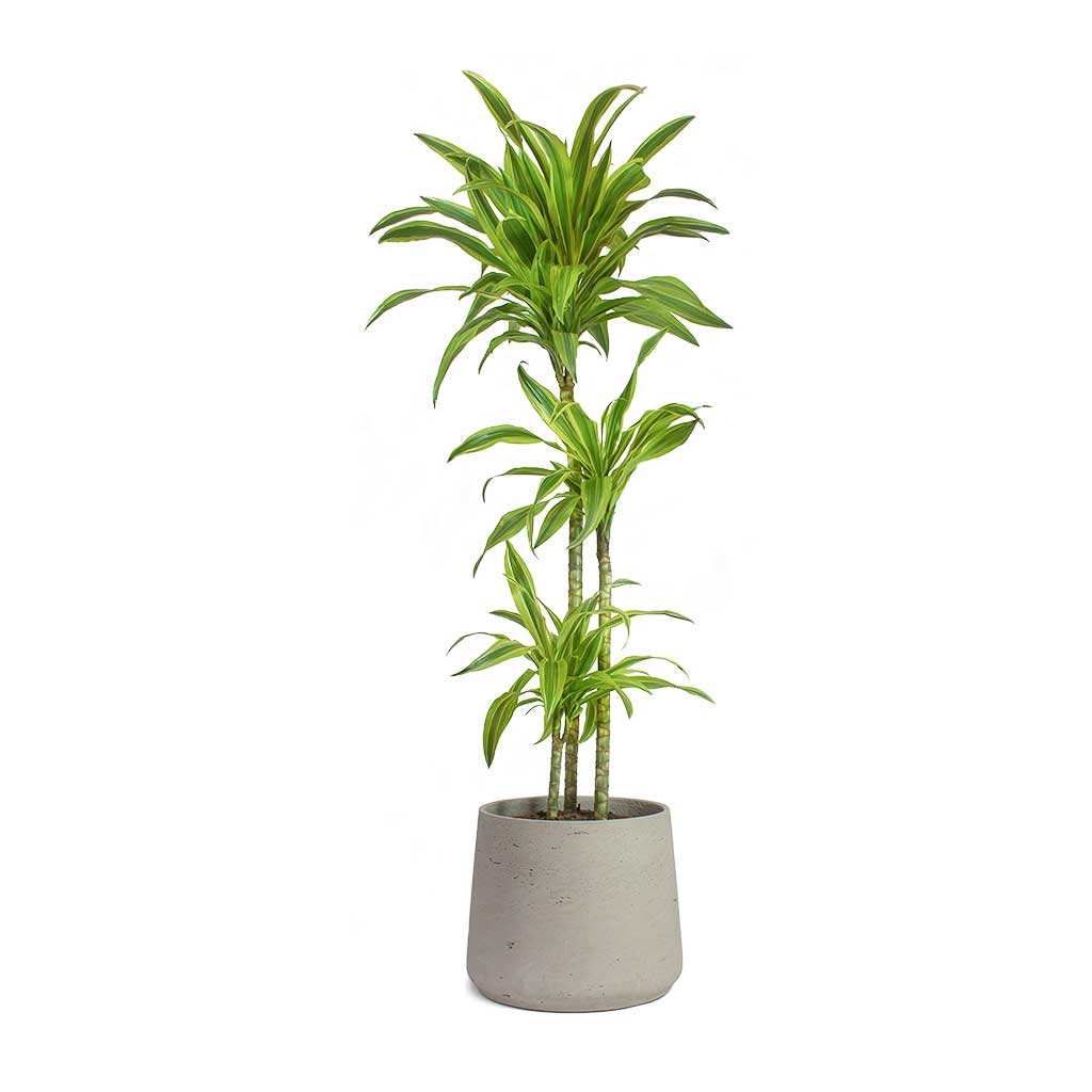 Dracaena lemon lime / Dracaena Fragrans 110cm-120cm - PlantmartUAE.com