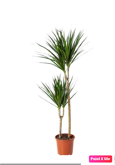 Dracaena Marginata 2pps 80cm - 100cm - PlantmartUAE.com