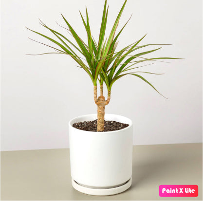 Dracaena Marginata 2pps 80cm - 100cm - PlantmartUAE.com