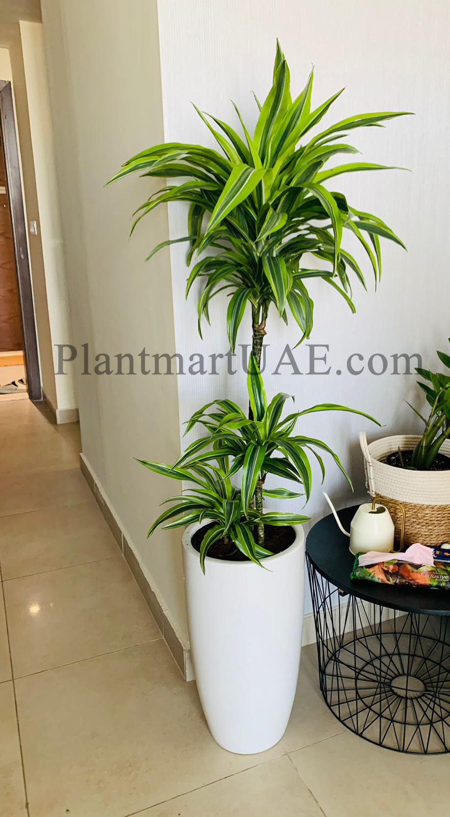 Dracaena lemon lime / Dracaena Fragrans 110cm-120cm - PlantmartUAE.com